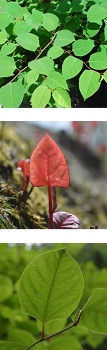 Japanese Knotweed Leaves