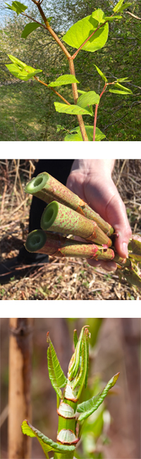 Japanese Knotweed Stems