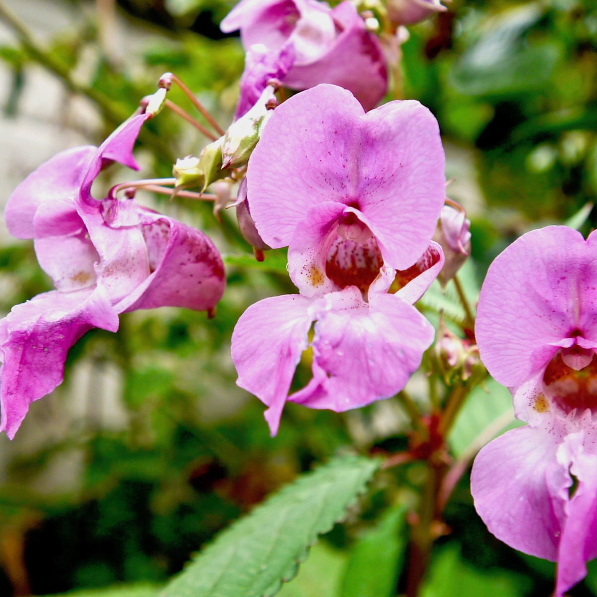 Himalayan Balsam Flower