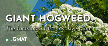 Giant Hogweed Guide