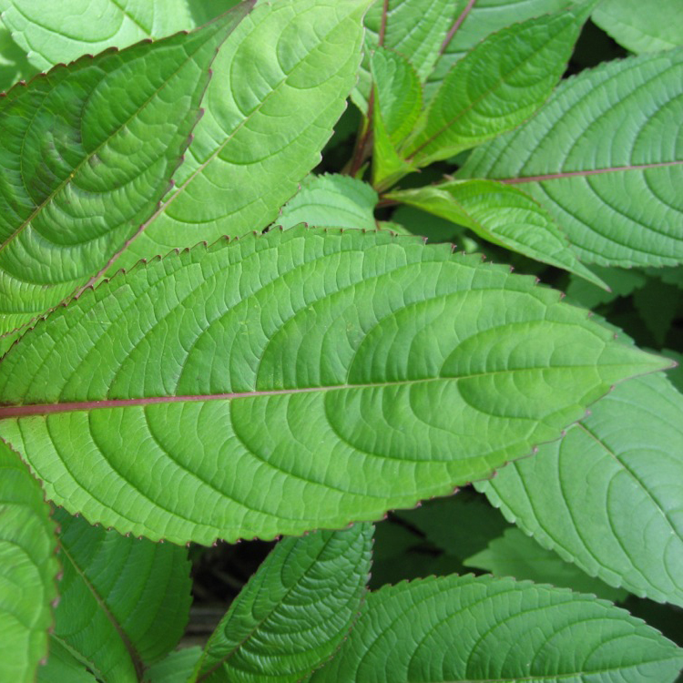 Himalayan Balsam Leaves