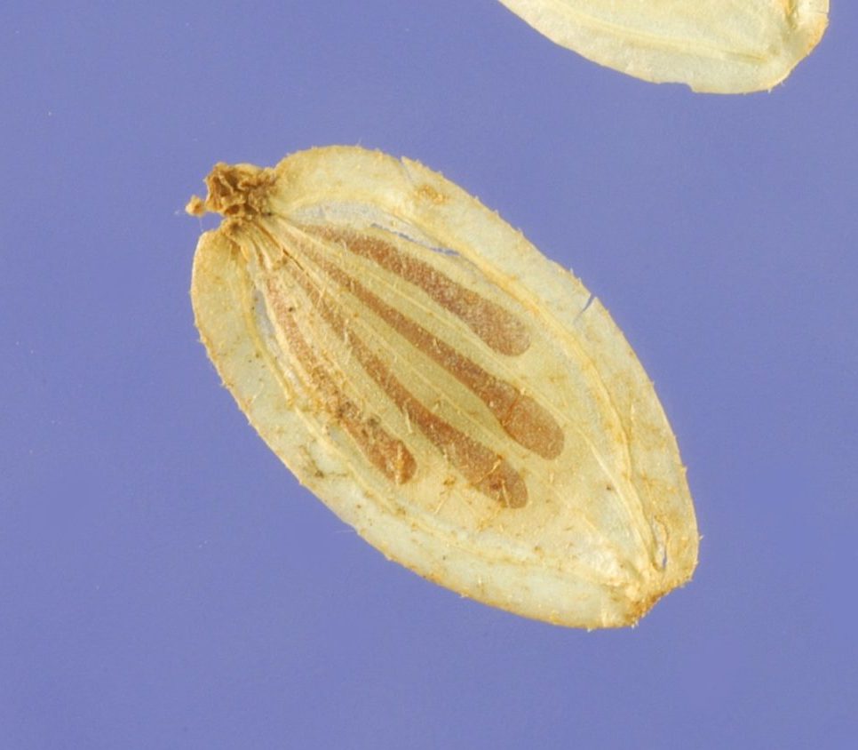 Giant Hogweed Seed