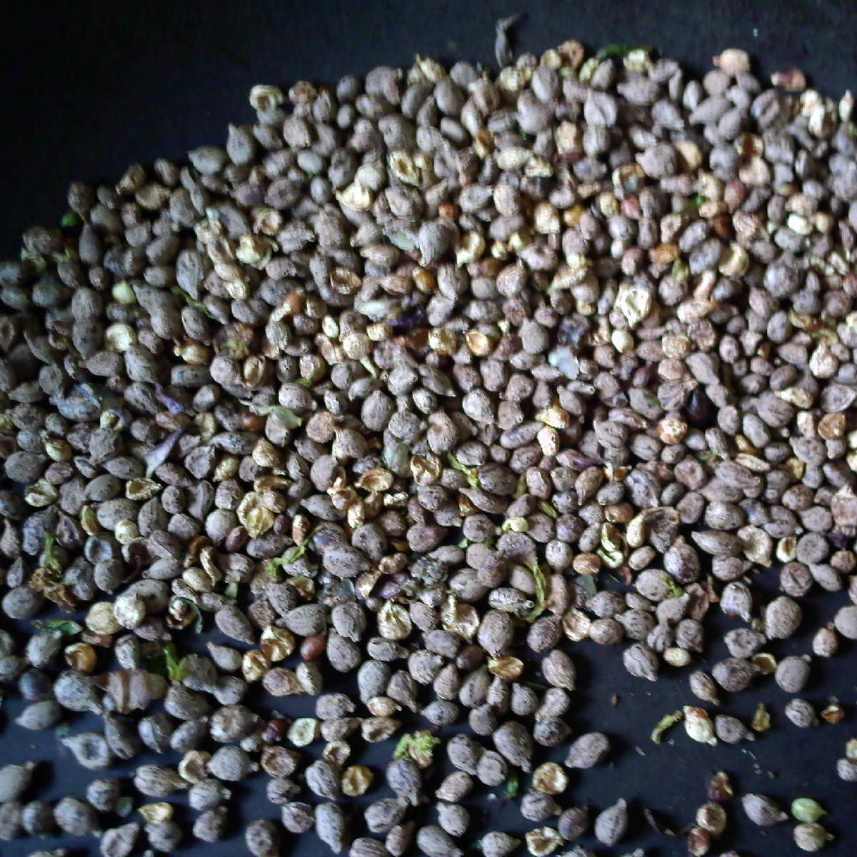 Himalayan Balsam Seeds